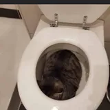 Fizz