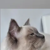 BoobyCat