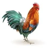 CockRating