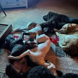 Sponsor our Dogs at Derlwyn Doodles!