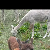 Only alpaca Alfie